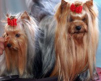 /album/fotogaleria/a744px-yorkshire-teriery-522-jpg1/