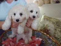 /album/fotogaleria-steniatka/p1040903-jpg/